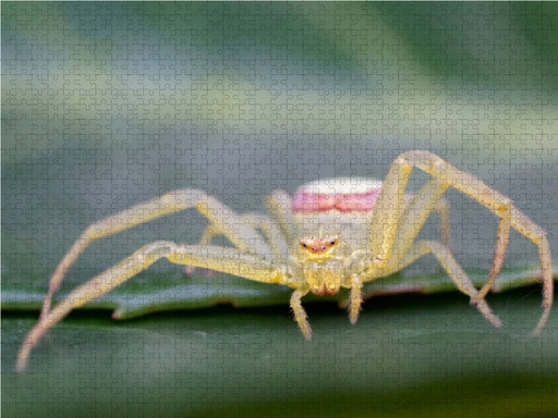 Krabbenspinne - CALVENDO Foto-Puzzle - calvendoverlag 29.99