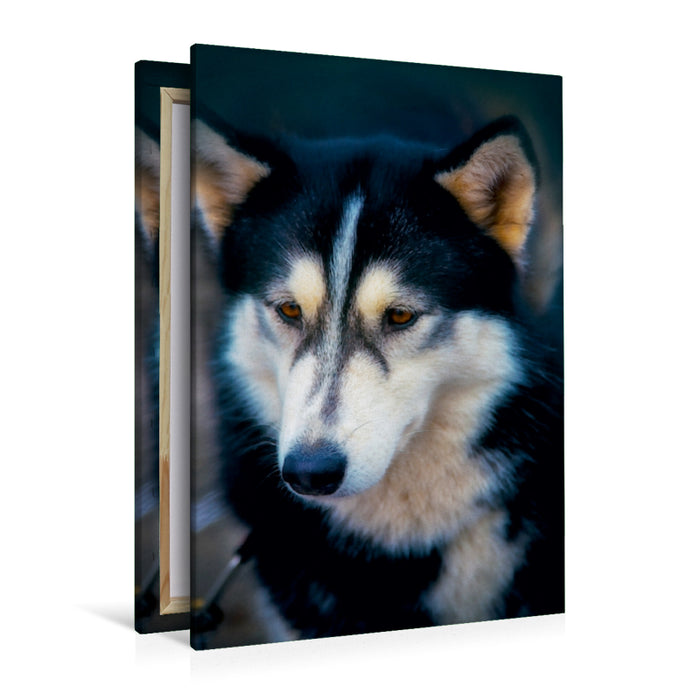 Premium Textil-Leinwand Premium Textil-Leinwand 80 cm x 120 cm  hoch Ein Motiv aus dem Kalender Huskies - Artwork