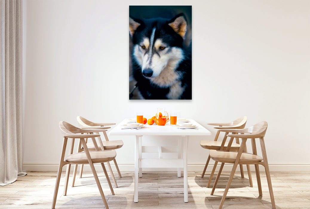 Premium Textil-Leinwand Premium Textil-Leinwand 80 cm x 120 cm  hoch Ein Motiv aus dem Kalender Huskies - Artwork