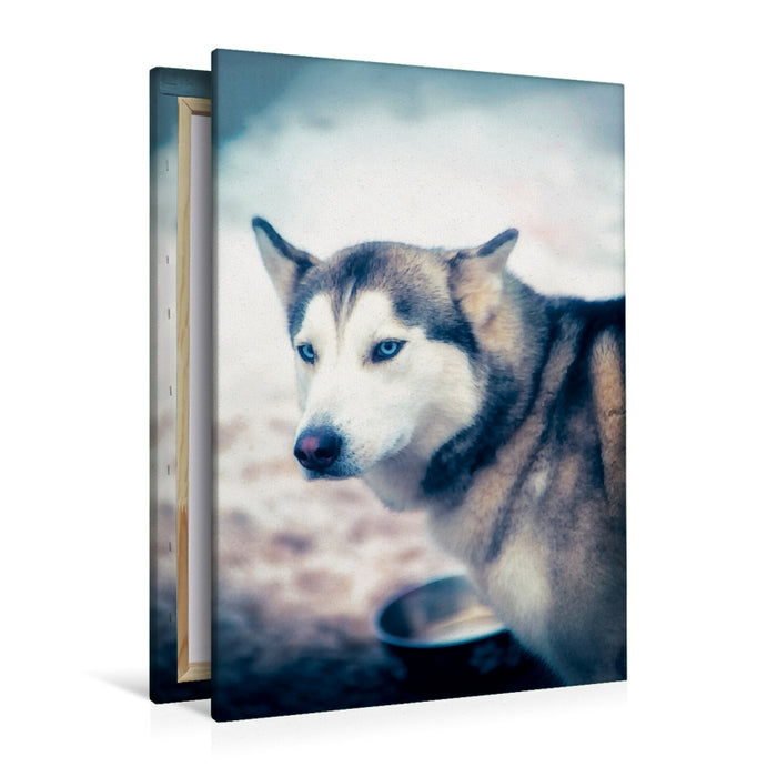 Premium Textil-Leinwand Premium Textil-Leinwand 80 cm x 120 cm  hoch Ein Motiv aus dem Kalender Huskies - Artwork