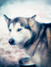 Huskies - Artwork - CALVENDO Foto-Puzzle - calvendoverlag 29.99