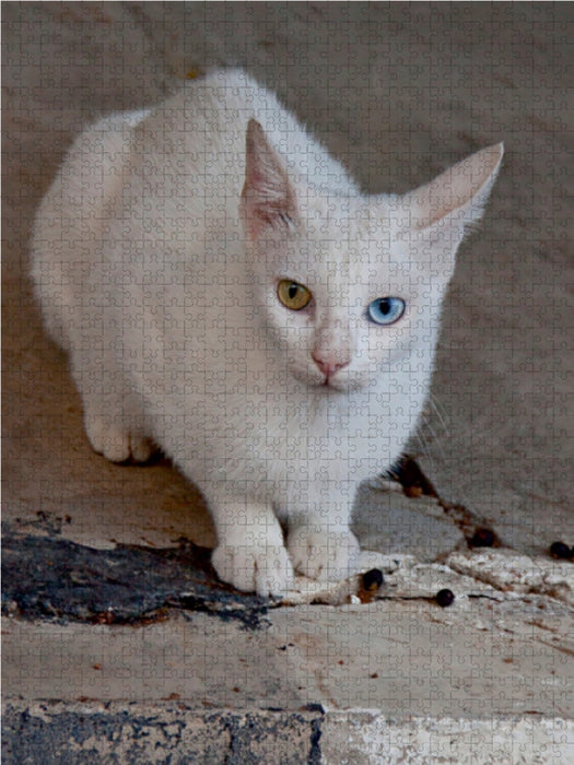 Katze der Rasse Türkisch Angora - CALVENDO Foto-Puzzle - calvendoverlag 29.99