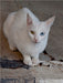 Katze der Rasse Türkisch Angora - CALVENDO Foto-Puzzle - calvendoverlag 29.99