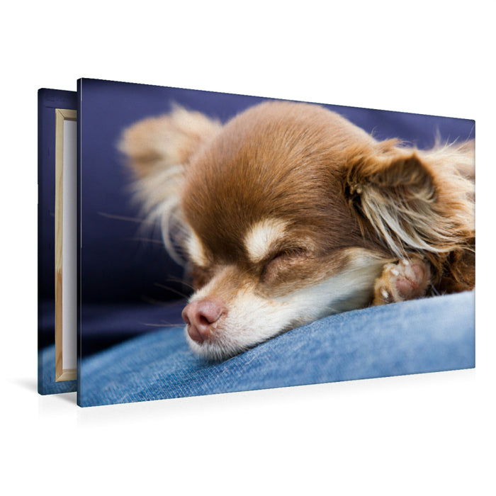 Premium Textil-Leinwand Premium Textil-Leinwand 120 cm x 80 cm quer Ein Motiv aus dem Kalender Chihuahuas - kleine Herzensbrecher