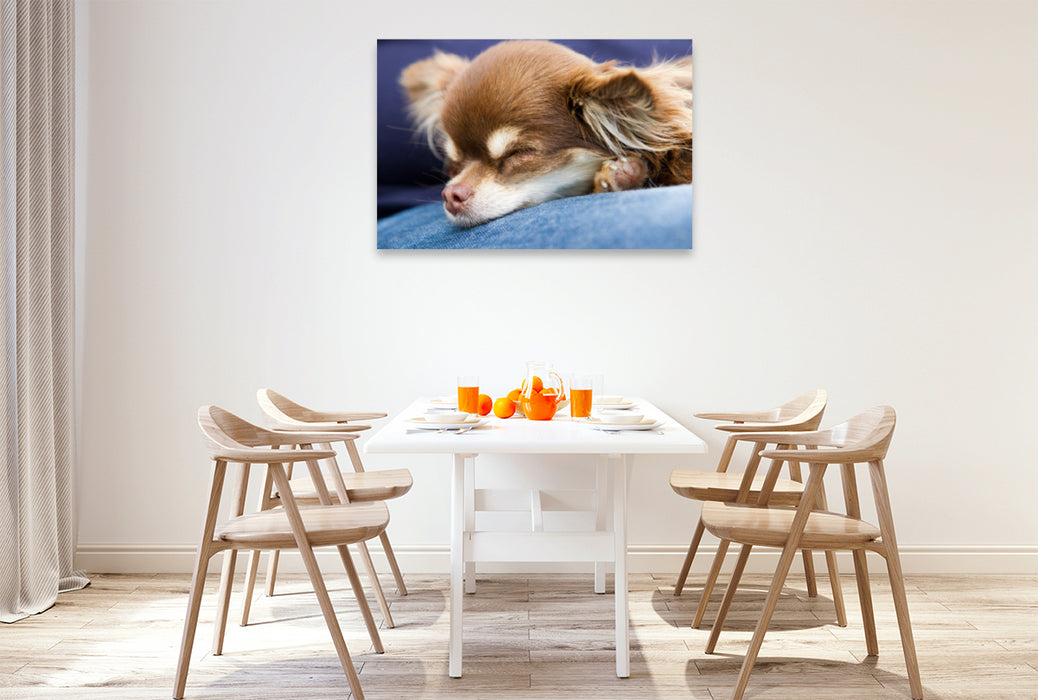 Premium Textil-Leinwand Premium Textil-Leinwand 120 cm x 80 cm quer Ein Motiv aus dem Kalender Chihuahuas - kleine Herzensbrecher