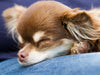 Chihuahuas - kleine Herzensbrecher - CALVENDO Foto-Puzzle - calvendoverlag 29.99