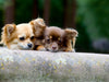 Chihuahuas - kleine Herzensbrecher - CALVENDO Foto-Puzzle - calvendoverlag 29.99