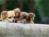 Chihuahuas - kleine Herzensbrecher - CALVENDO Foto-Puzzle - calvendoverlag 29.99