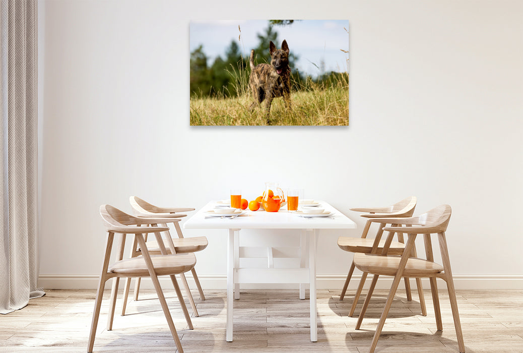 Premium Textil-Leinwand Premium Textil-Leinwand 120 cm x 80 cm quer Ein Motiv aus dem Kalender ausdrucksvolle Holländische Schäferhunde