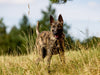 ausdrucksvolle Holländische Schäferhunde - CALVENDO Foto-Puzzle - calvendoverlag 29.99