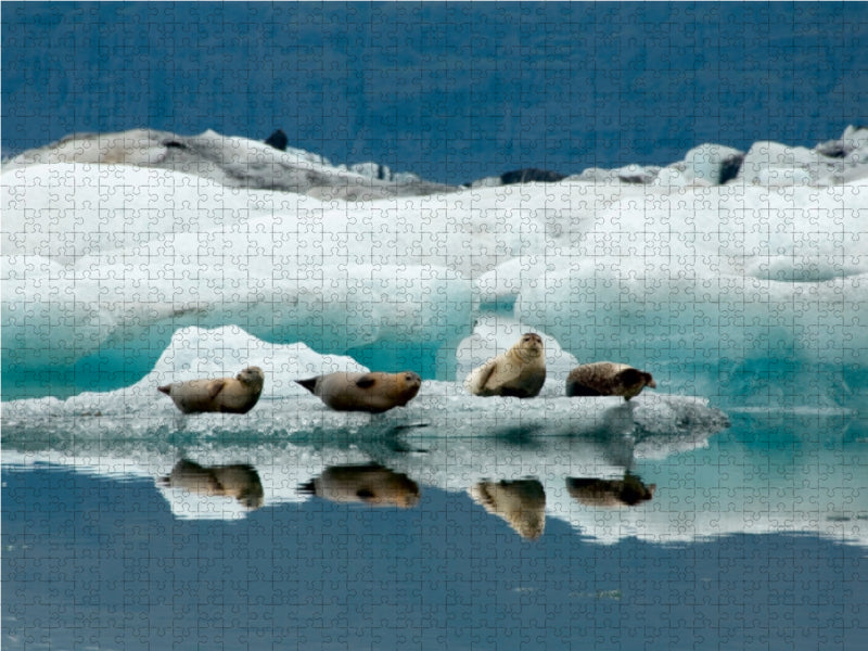 Seehunde im Jökulsarlon - CALVENDO Foto-Puzzle - calvendoverlag 29.99