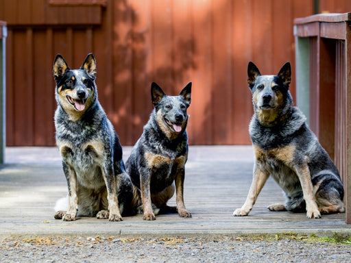 Spaziergang am See Australian Cattle Dogs - CALVENDO Foto-Puzzle - calvendoverlag 29.99