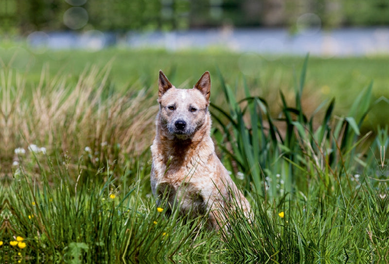 Premium Textil-Leinwand Premium Textil-Leinwand 120 cm x 80 cm quer Ein Motiv aus dem Kalender Spaziergang am See Australian Cattle Dogs