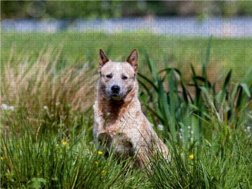 Spaziergang am See Australian Cattle Dogs - CALVENDO Foto-Puzzle - calvendoverlag 29.99