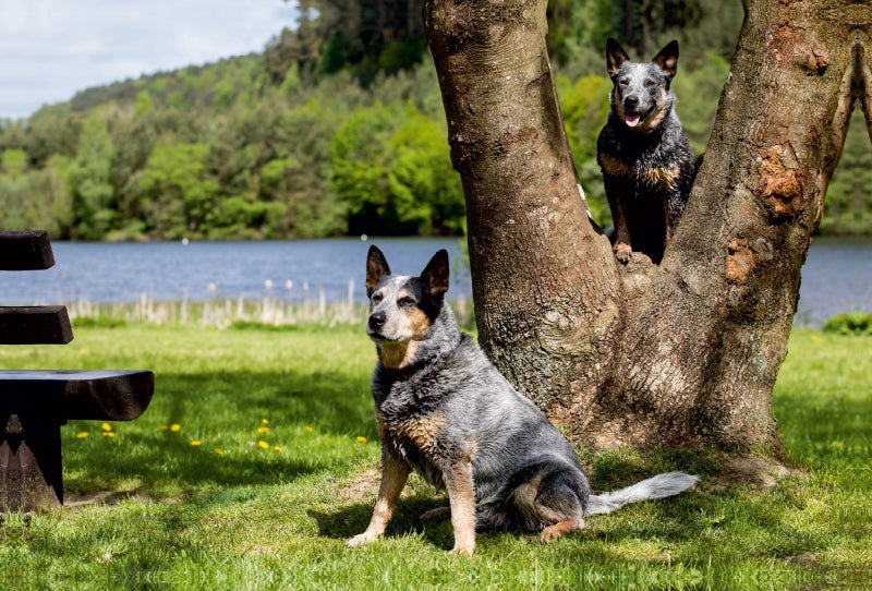 Premium Textil-Leinwand Premium Textil-Leinwand 120 cm x 80 cm quer Ein Motiv aus dem Kalender Spaziergang am See Australian Cattle Dogs