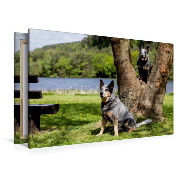 Premium Textil-Leinwand Premium Textil-Leinwand 120 cm x 80 cm quer Ein Motiv aus dem Kalender Spaziergang am See Australian Cattle Dogs