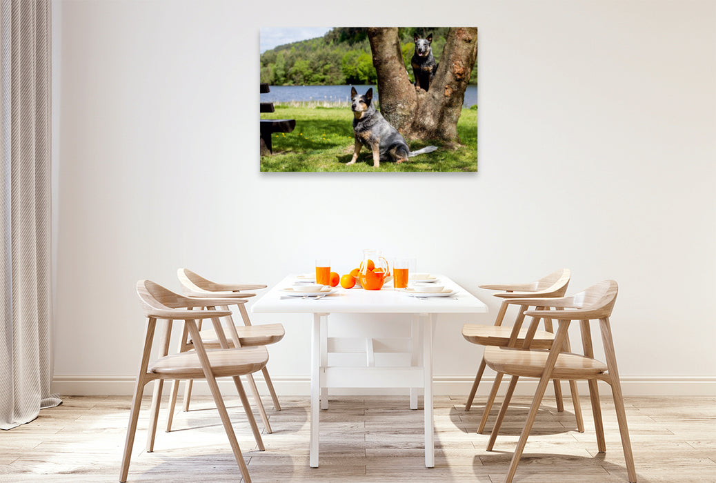 Premium Textil-Leinwand Premium Textil-Leinwand 120 cm x 80 cm quer Ein Motiv aus dem Kalender Spaziergang am See Australian Cattle Dogs