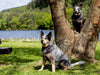 Spaziergang am See Australian Cattle Dogs - CALVENDO Foto-Puzzle - calvendoverlag 29.99