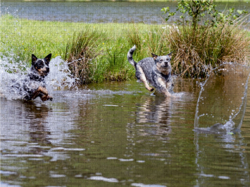 Spaziergang am See Australian Cattle Dogs - CALVENDO Foto-Puzzle - calvendoverlag 29.99