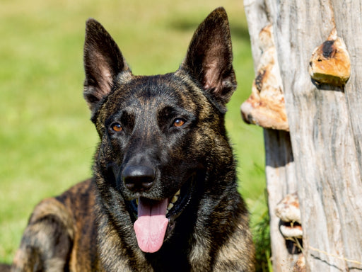 ausdrucksvolle Holländische Schäferhunde - CALVENDO Foto-Puzzle - calvendoverlag 29.99