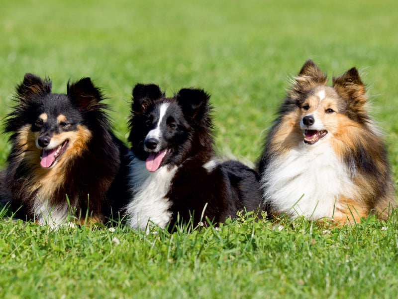 Sheltie - CALVENDO Foto-Puzzle - calvendoverlag 29.99