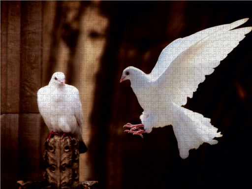 Weiße Tauben - CALVENDO Foto-Puzzle - calvendoverlag 29.99