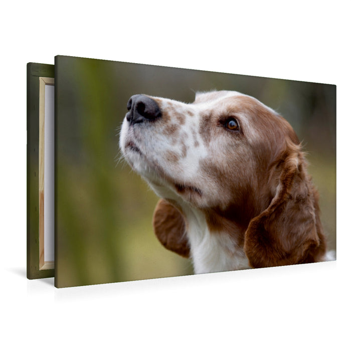 Premium Textil-Leinwand Premium Textil-Leinwand 120 cm x 80 cm quer Welsh Springer Spaniel