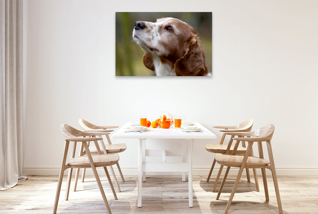 Premium Textil-Leinwand Premium Textil-Leinwand 120 cm x 80 cm quer Welsh Springer Spaniel