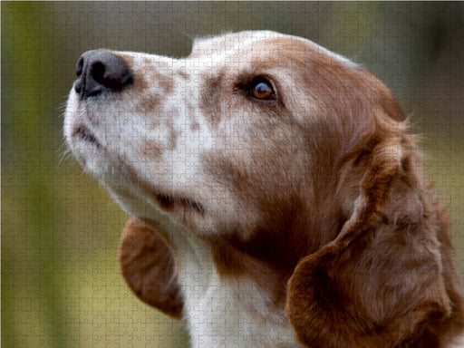 Welsh Springer Spaniel - CALVENDO Foto-Puzzle - calvendoverlag 29.99