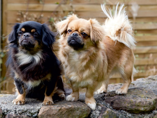 Tibet Spaniel - CALVENDO Foto-Puzzle - calvendoverlag 29.99