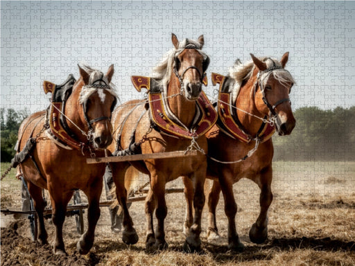 Landwirtschaft - Bilder von einst - CALVENDO Foto-Puzzle - calvendoverlag 39.99