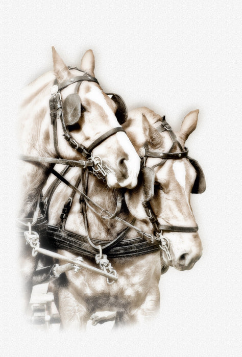 Premium Textil-Leinwand Premium Textil-Leinwand 80 cm x 120 cm  hoch Equestrian Kunst