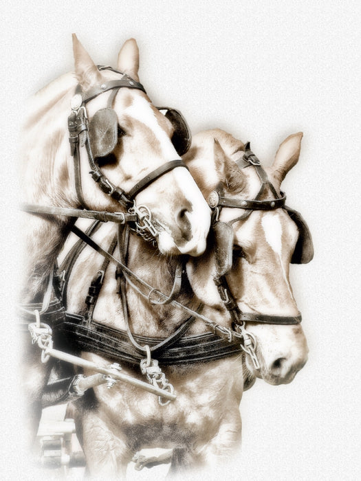 Equestrian Kunst - CALVENDO Foto-Puzzle - calvendoverlag 39.99