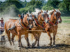 Feldarbeit zu Pferde - CALVENDO Foto-Puzzle - calvendoverlag 39.99