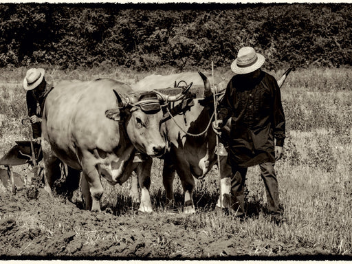 Harvest, Bilder aus vergangenen Zeiten - CALVENDO Foto-Puzzle - calvendoverlag 39.99