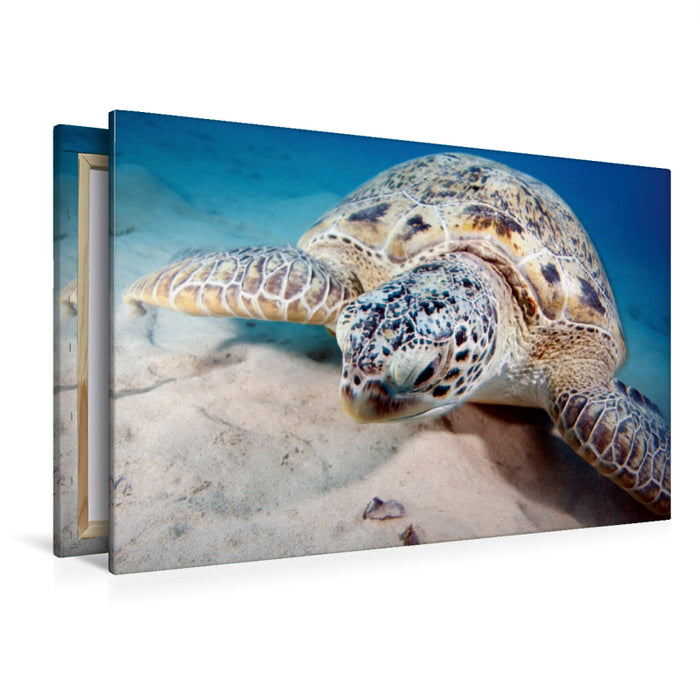 Premium Textil-Leinwand Premium Textil-Leinwand 120 cm x 80 cm quer Portrait Unterwasserschildkröte