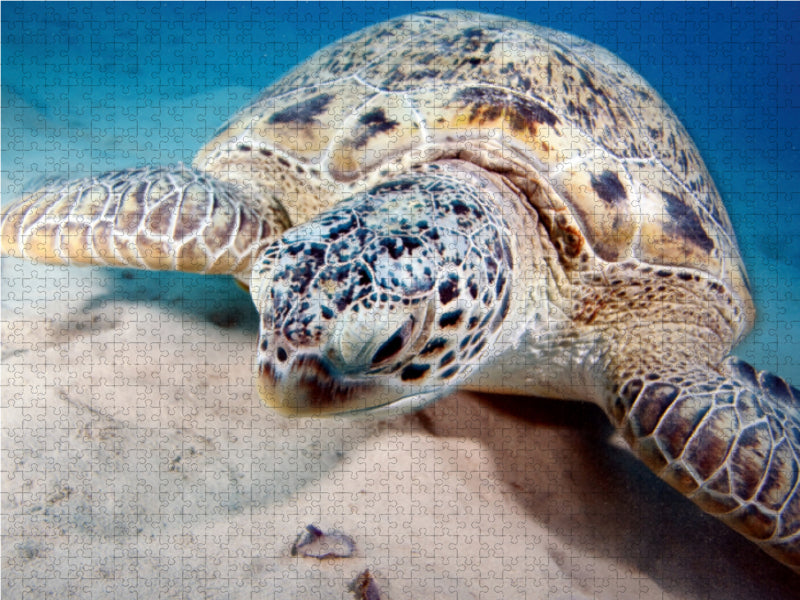 Portrait Unterwasserschildkröte - CALVENDO Foto-Puzzle - calvendoverlag 29.99