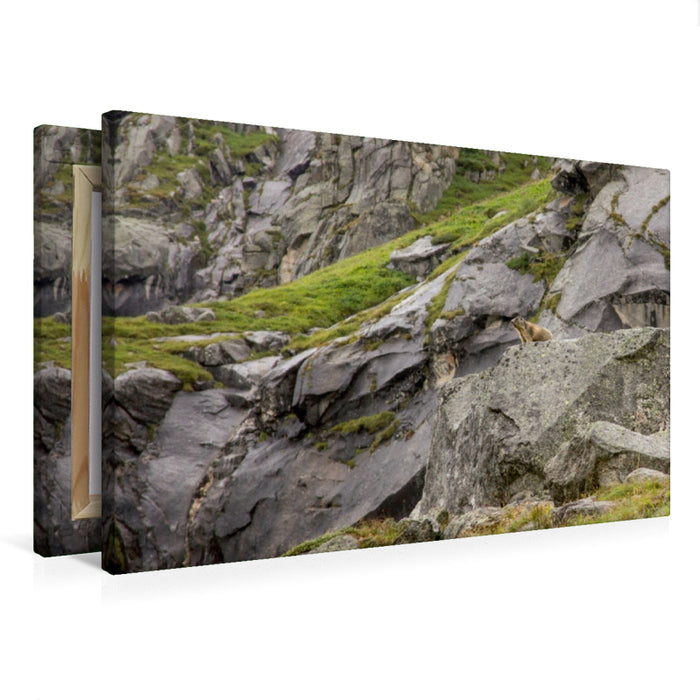 Premium Textil-Leinwand Premium Textil-Leinwand 75 cm x 50 cm quer Nationalparkbewohner