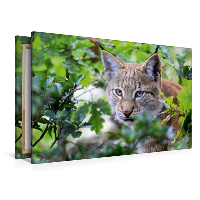 Premium Textil-Leinwand Premium Textil-Leinwand 120 cm x 80 cm quer Ein Motiv aus dem Kalender Der Luchs - Der Jäger auf leisen Pfoten