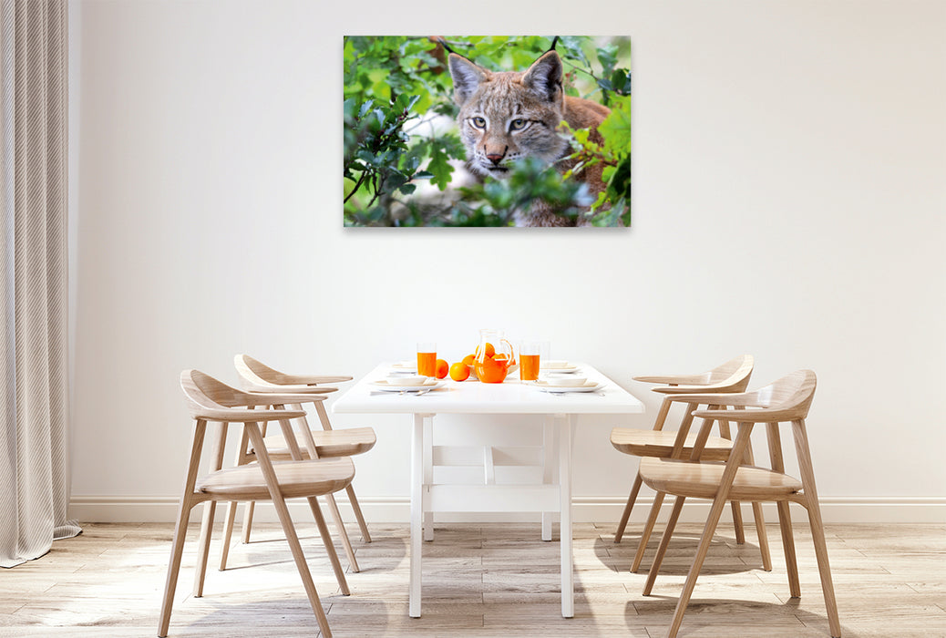 Premium Textil-Leinwand Premium Textil-Leinwand 120 cm x 80 cm quer Ein Motiv aus dem Kalender Der Luchs - Der Jäger auf leisen Pfoten