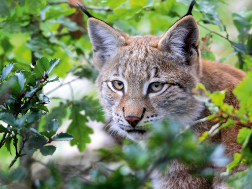 Der Luchs - Der Jäger auf leisen Pfoten - CALVENDO Foto-Puzzle - calvendoverlag 29.99