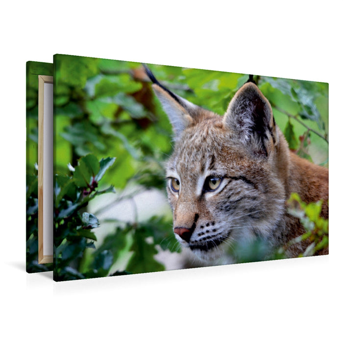 Premium Textil-Leinwand Premium Textil-Leinwand 120 cm x 80 cm quer Der Luchs