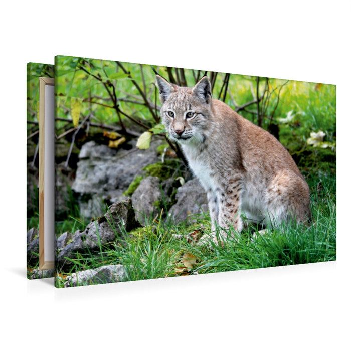 Premium Textil-Leinwand Premium Textil-Leinwand 120 cm x 80 cm quer Ein Motiv aus dem Kalender Der Luchs - Der Jäger auf leisen Pfoten