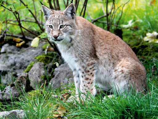 Der Luchs - Der Jäger auf leisen Pfoten - CALVENDO Foto-Puzzle - calvendoverlag 29.99