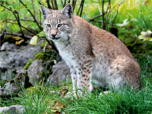 Der Luchs - Der Jäger auf leisen Pfoten - CALVENDO Foto-Puzzle - calvendoverlag 29.99