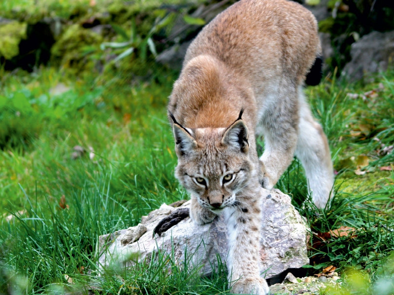 Der Luchs - Der Jäger auf leisen Pfoten - CALVENDO Foto-Puzzle - calvendoverlag 29.99