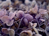 Frost auf getrockneten Blüten - CALVENDO Foto-Puzzle - calvendoverlag 29.99