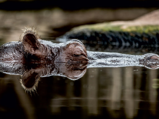 Ein Flußpferd - CALVENDO Foto-Puzzle - calvendoverlag 29.99