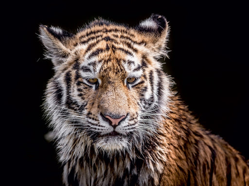 Ein junger Tiger nach dem Wasserbad - CALVENDO Foto-Puzzle - calvendoverlag 29.99