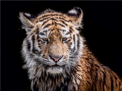 Ein junger Tiger nach dem Wasserbad - CALVENDO Foto-Puzzle - calvendoverlag 29.99